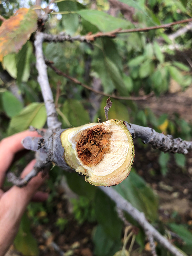 Fungal Canker Diseases of Sweet Cherry Improving Disease Management