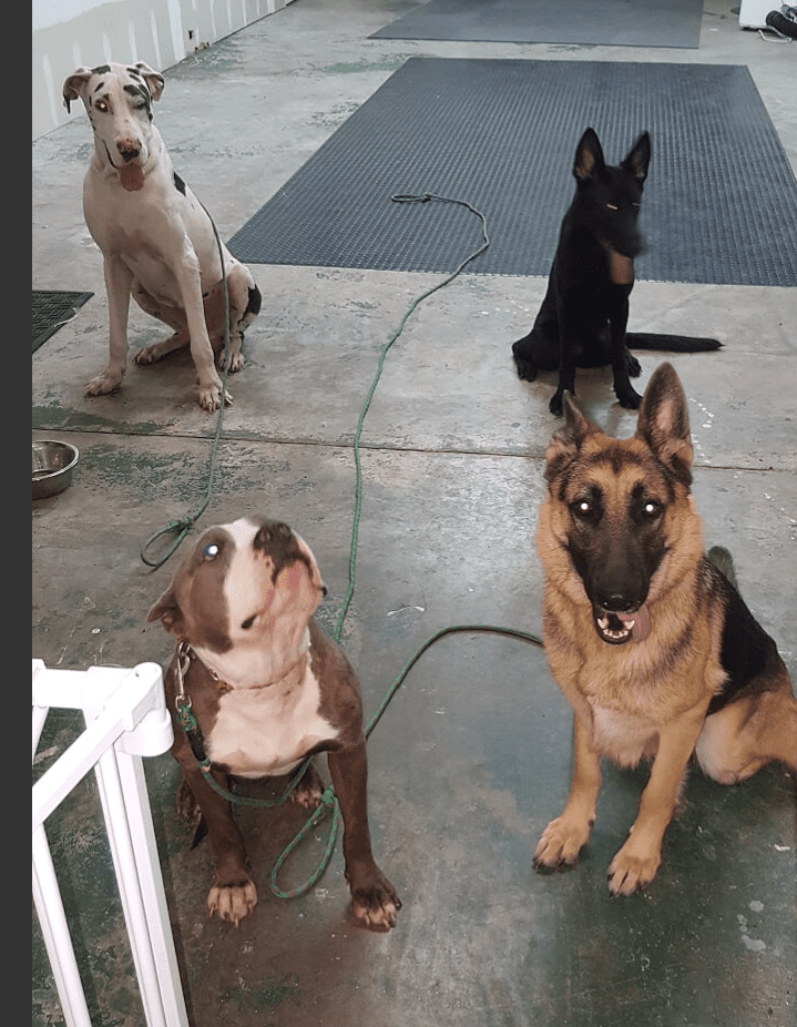 Progressive Dog Training’s Gallery Houston, TX P.D.T.