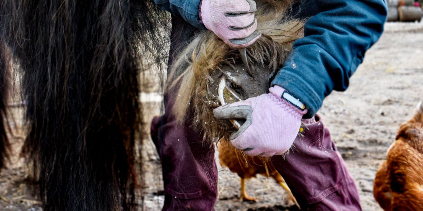 Progressive Hoof Care Practitioners » Help