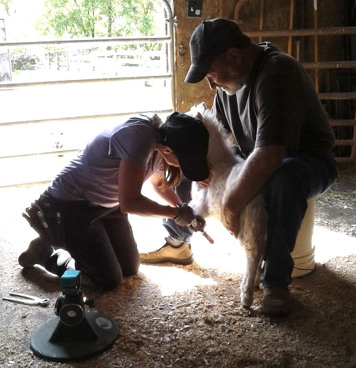 Progressive Hoof Care Practitioners » PHCP Practitioner Spotlight