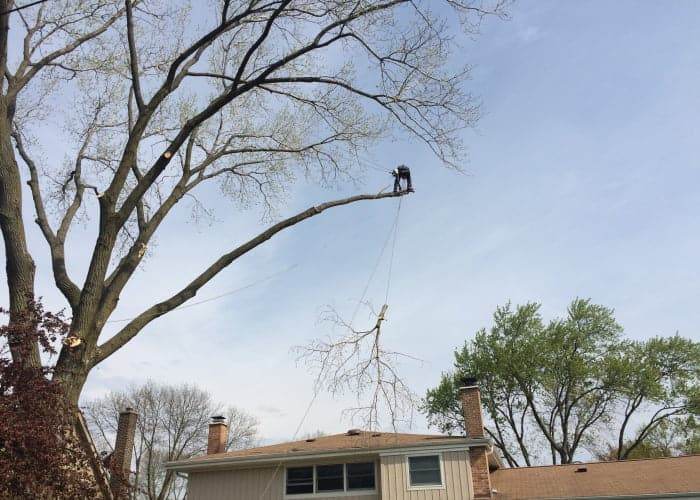 Tree Pruning Benefits