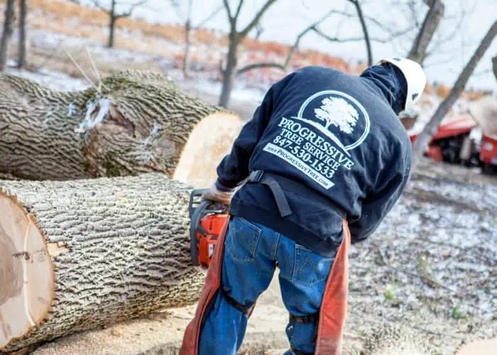 Chicago Tree Service Local Tree Care, Trimming & Removal