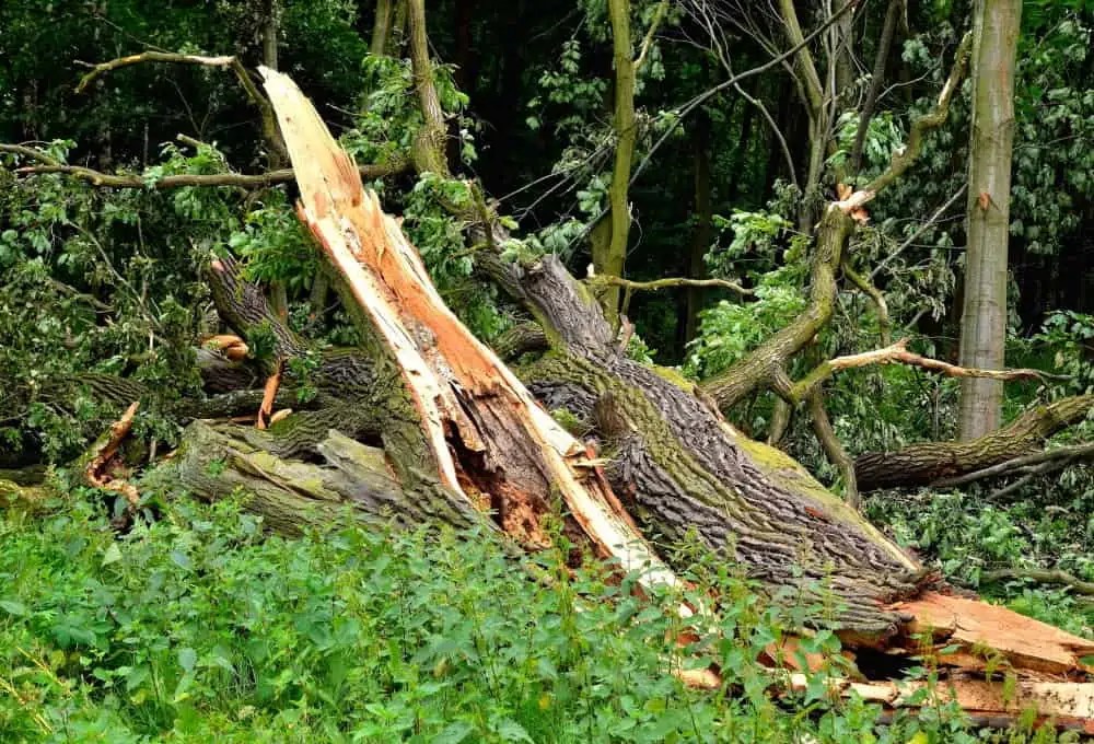 Tree struck by lightning Struck tree care & prevention