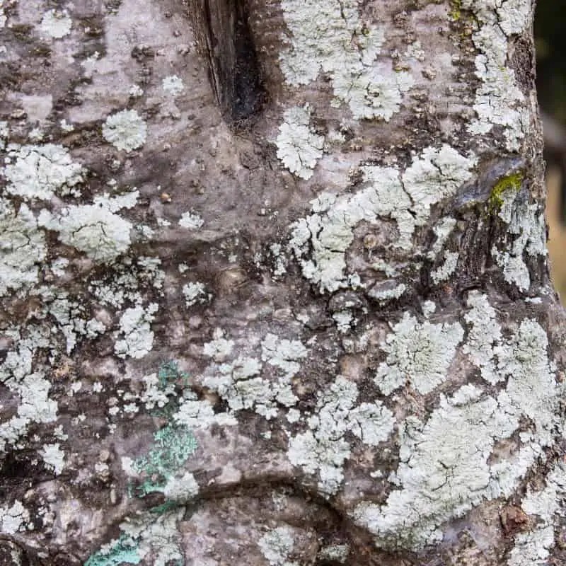 Affordable Tree Disease & Pest Management