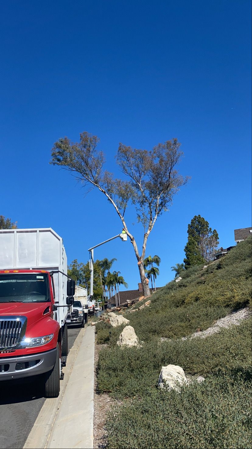 Wide array of superb tree care in Placentia, CA, 92870!