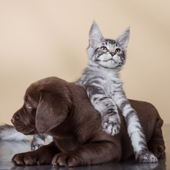 About Progressive Veterinary Services Vet In Wisconsin Rapids, WI 54494