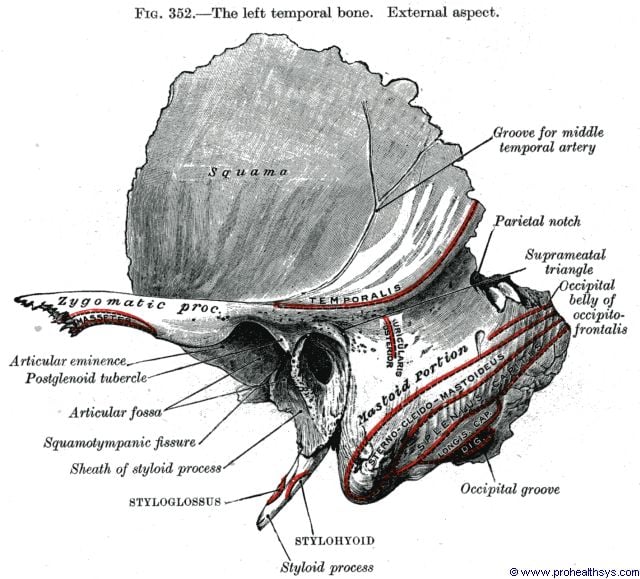 Temporal Bones Prohealthsys