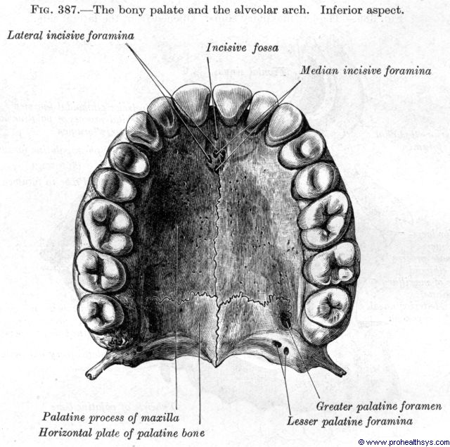 Maxilla Prohealthsys