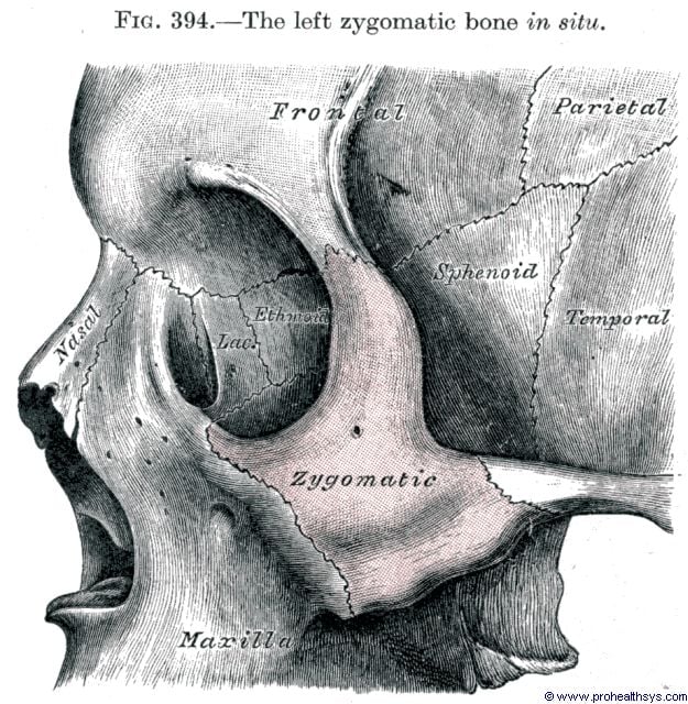Zygomatic Bone Prohealthsys