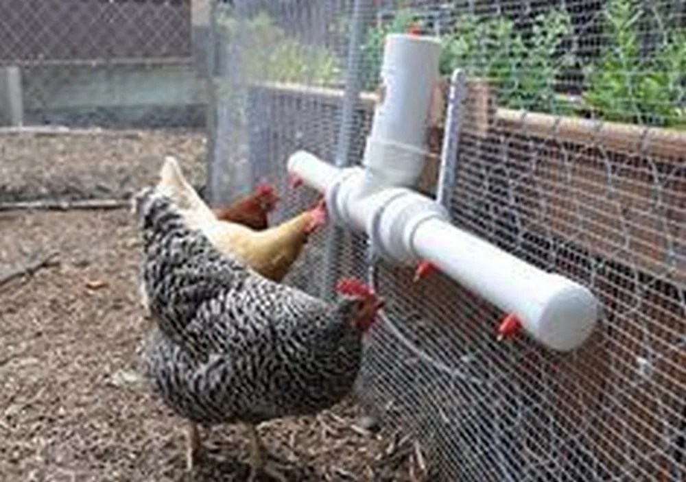 Handy Automatic Chicken Waterer Practical 4Step Project