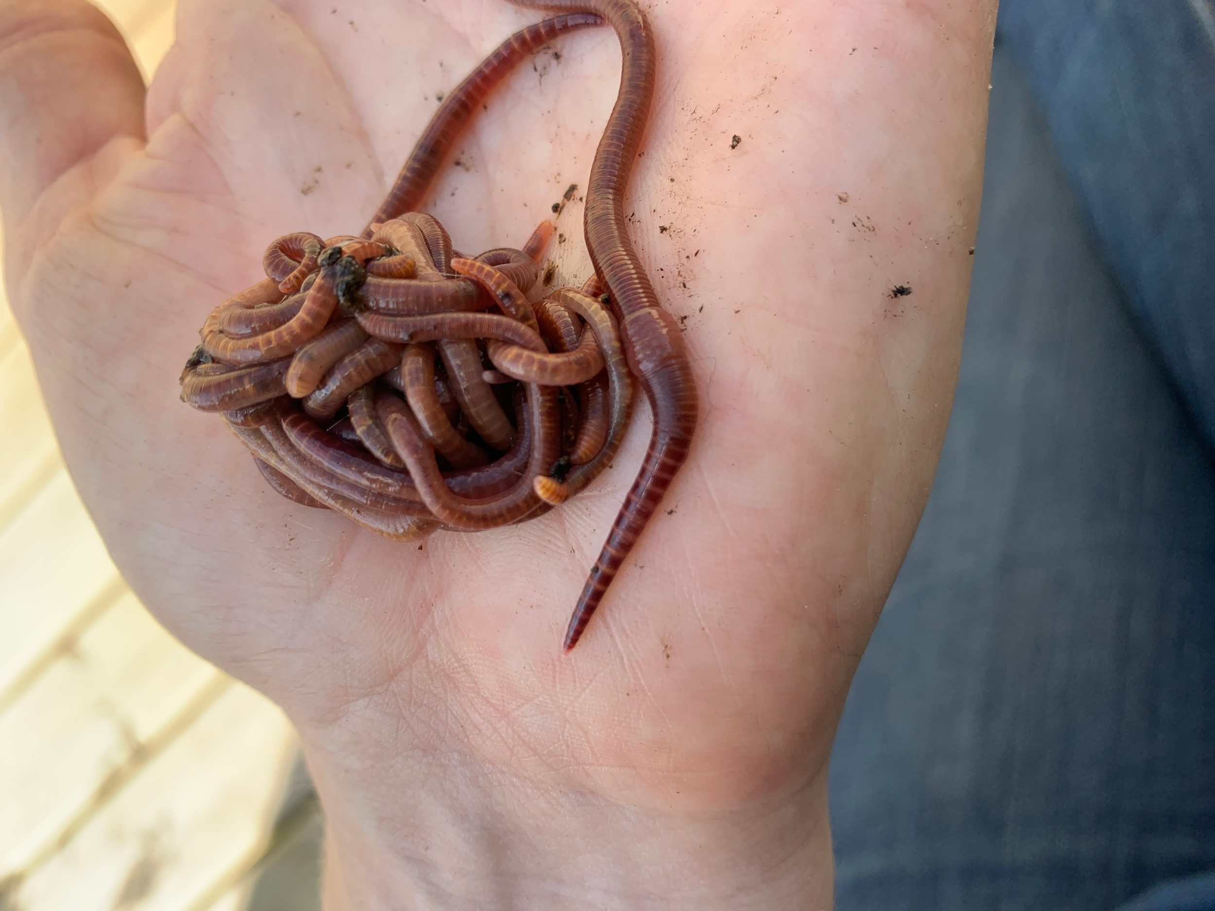 Worm Friends Anyone? Making Compost Project CHEF