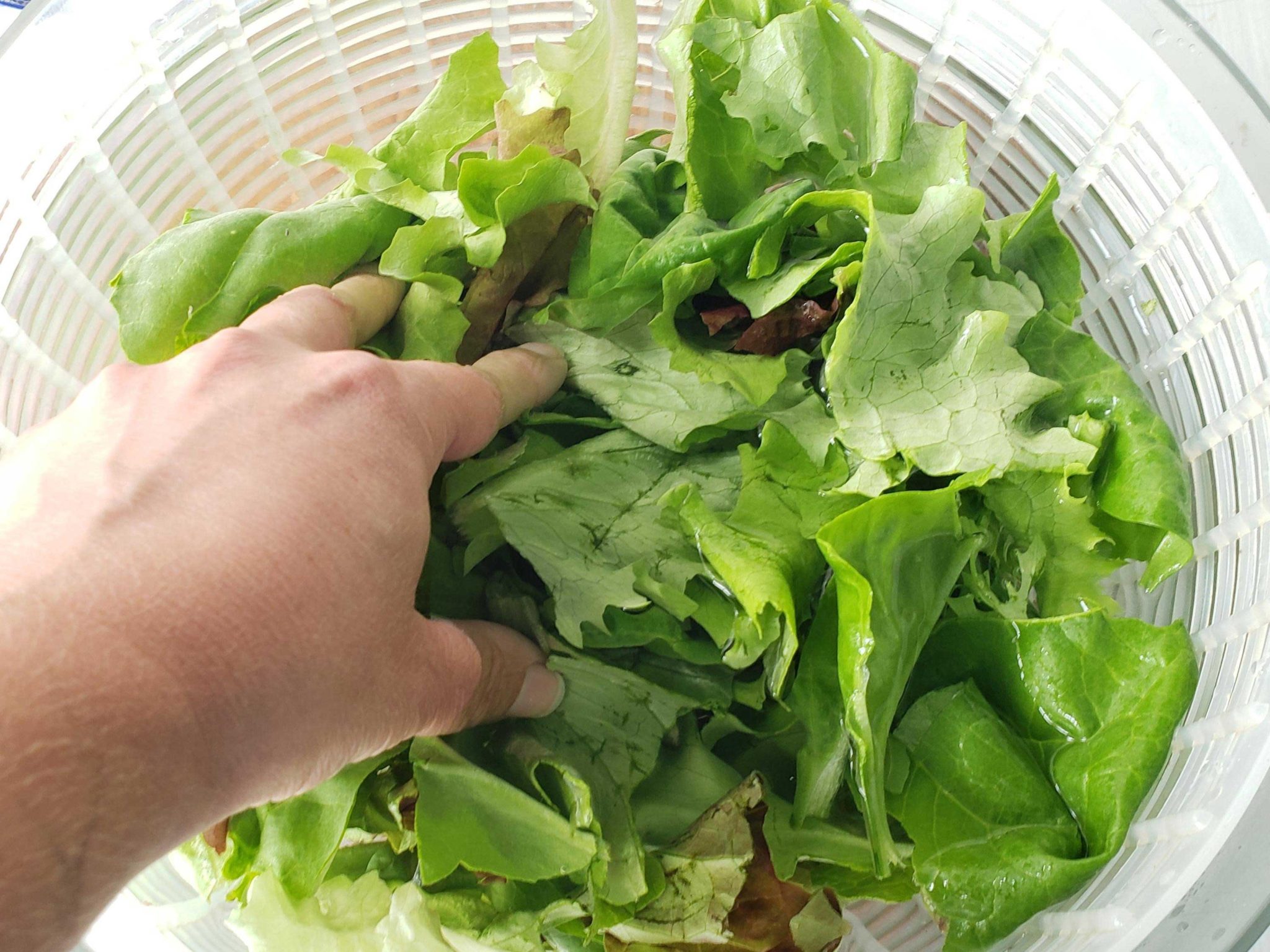 Insalata Mista Project CHEF