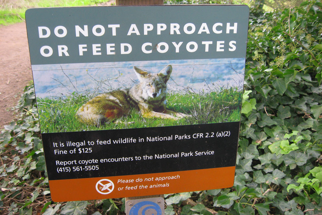 » Fear and coyotes in San Francisco