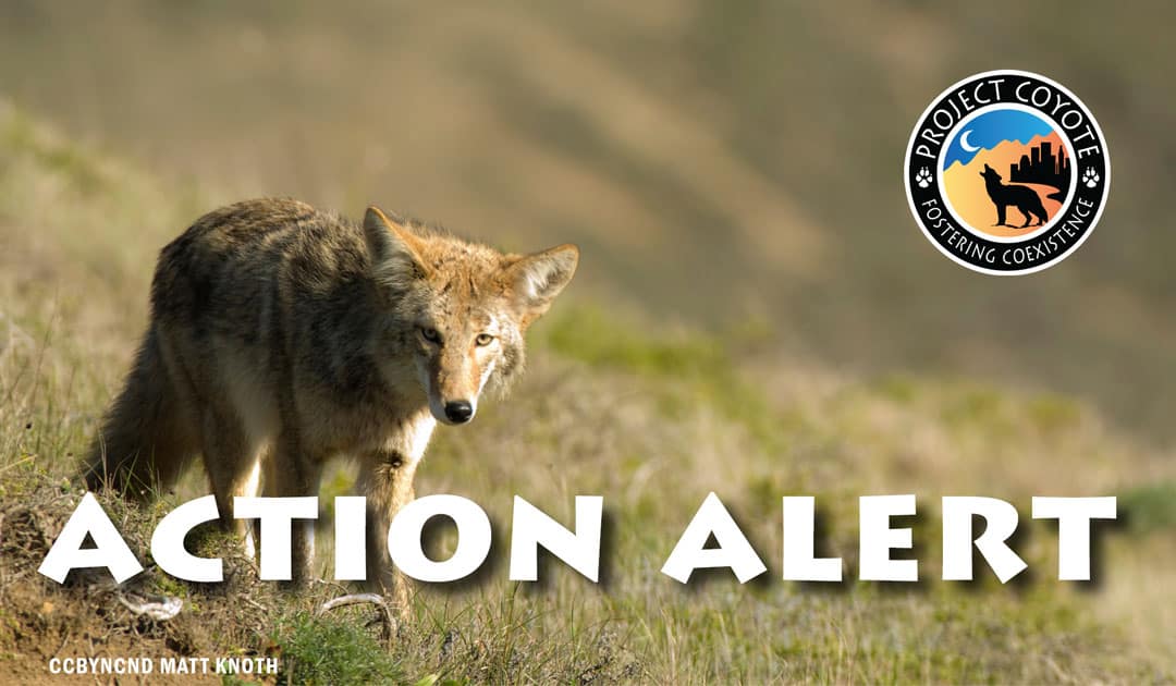» Protect Vermont’s Wildlife!
