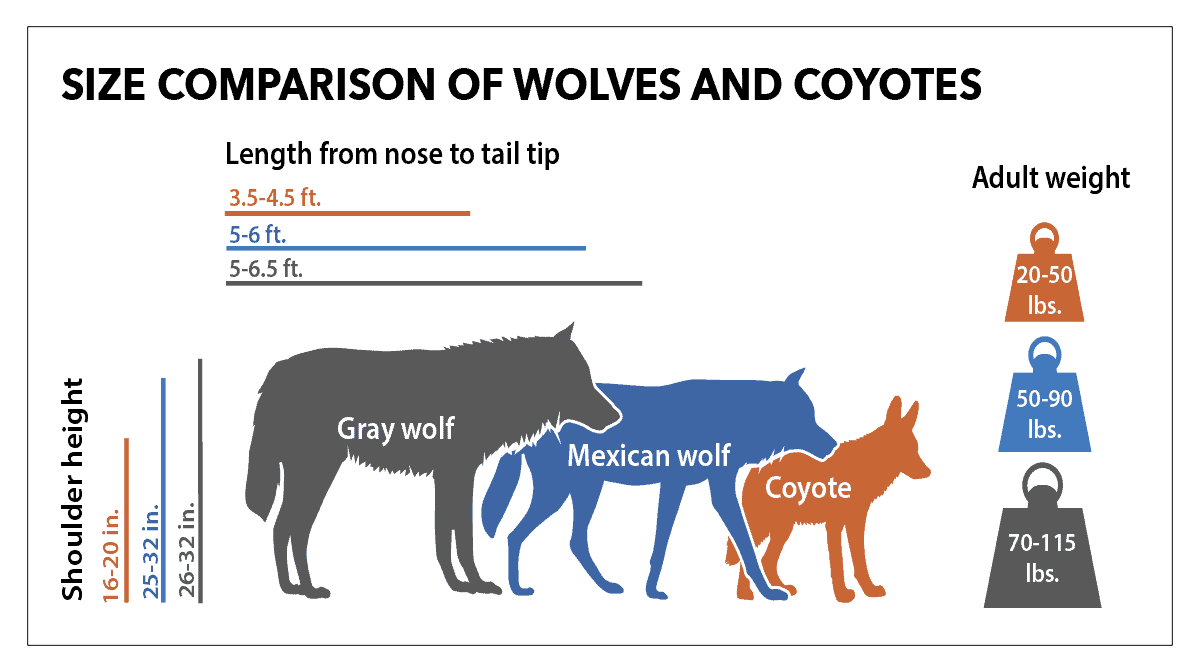 Mexican Gray Wolf Project Coyote(04)