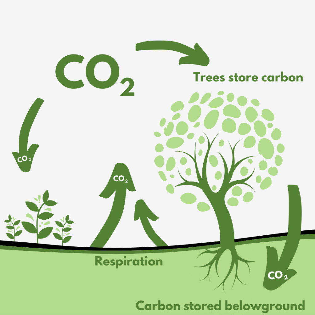 Carbon Sequestration Explained