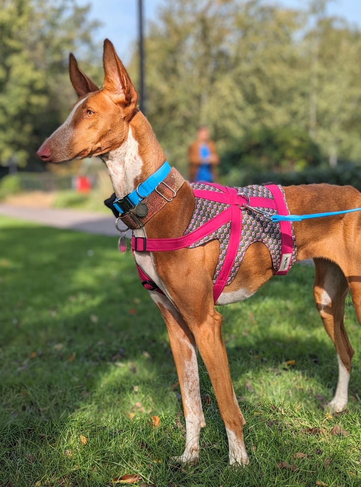 Leia Project Galgo Adoption & Fostering