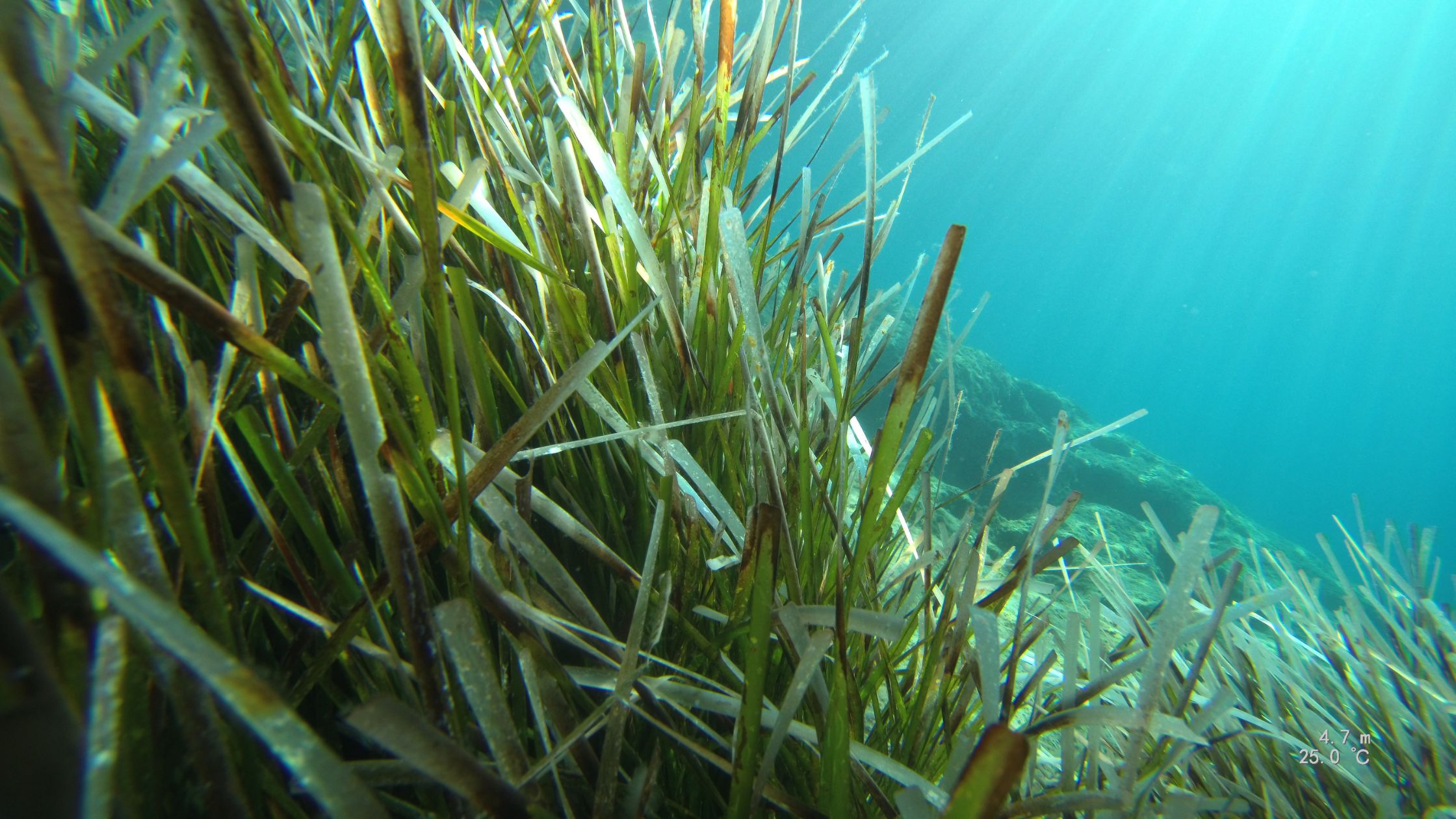 Seagrass and the replantation project in the Mediterranean Sea