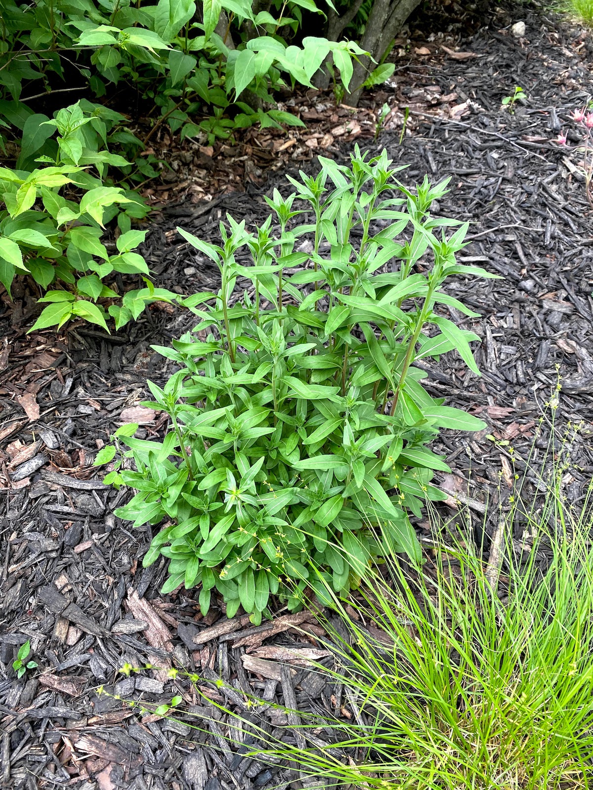 ORC Week 4 Our Bungalow’s Front Yard Landscaping Project Palermo