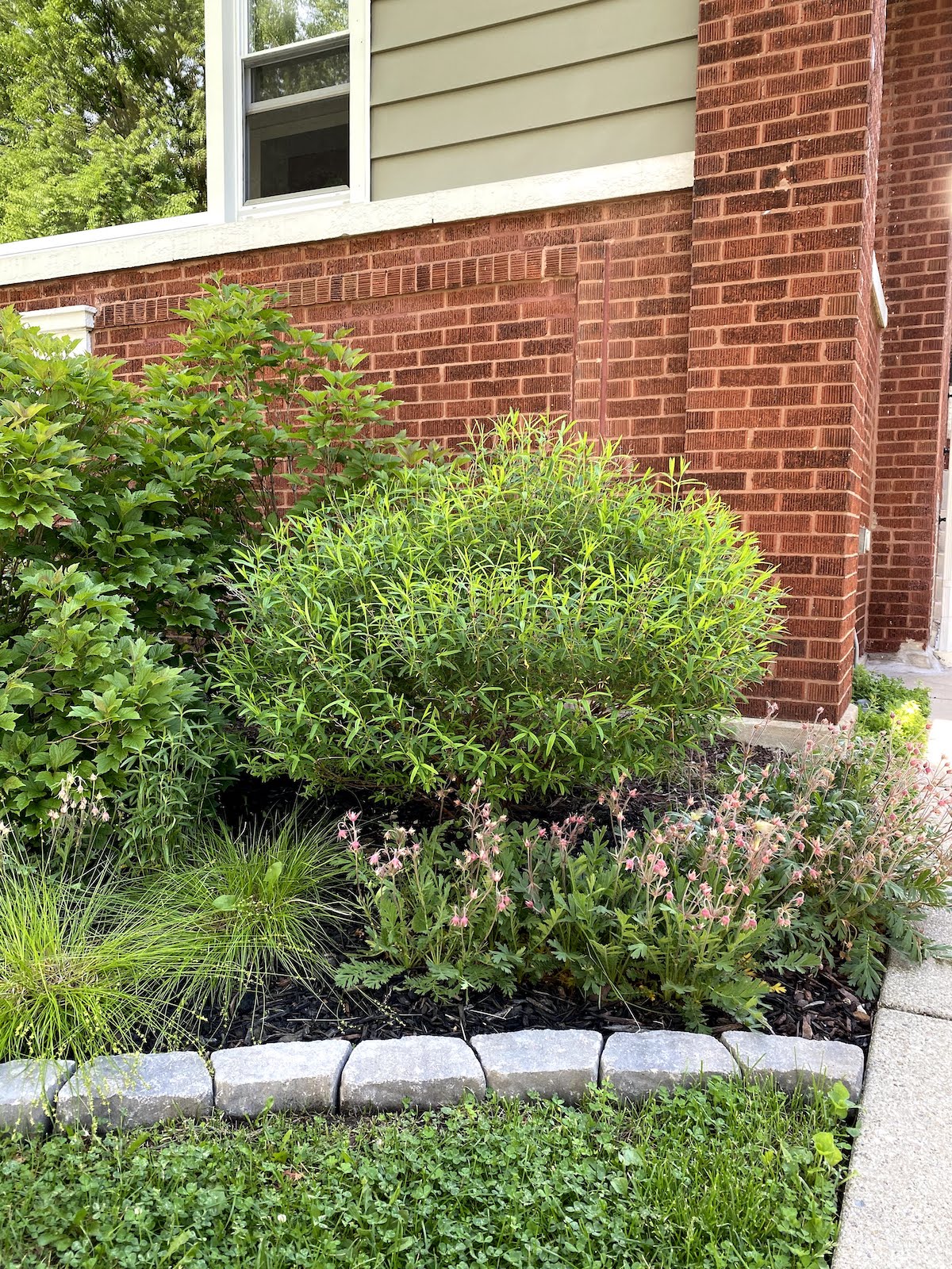 ORC Week 4 Our Bungalow’s Front Yard Landscaping Project Palermo