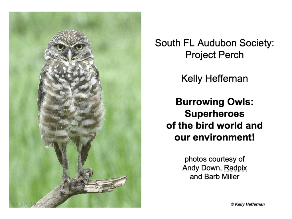 Project Perch Florida Burrowing Owl Kids Activities
