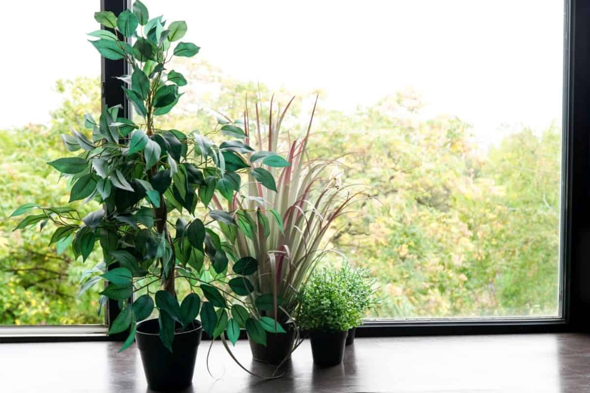 Do Black Windows Last? Fading, Warping, and More!