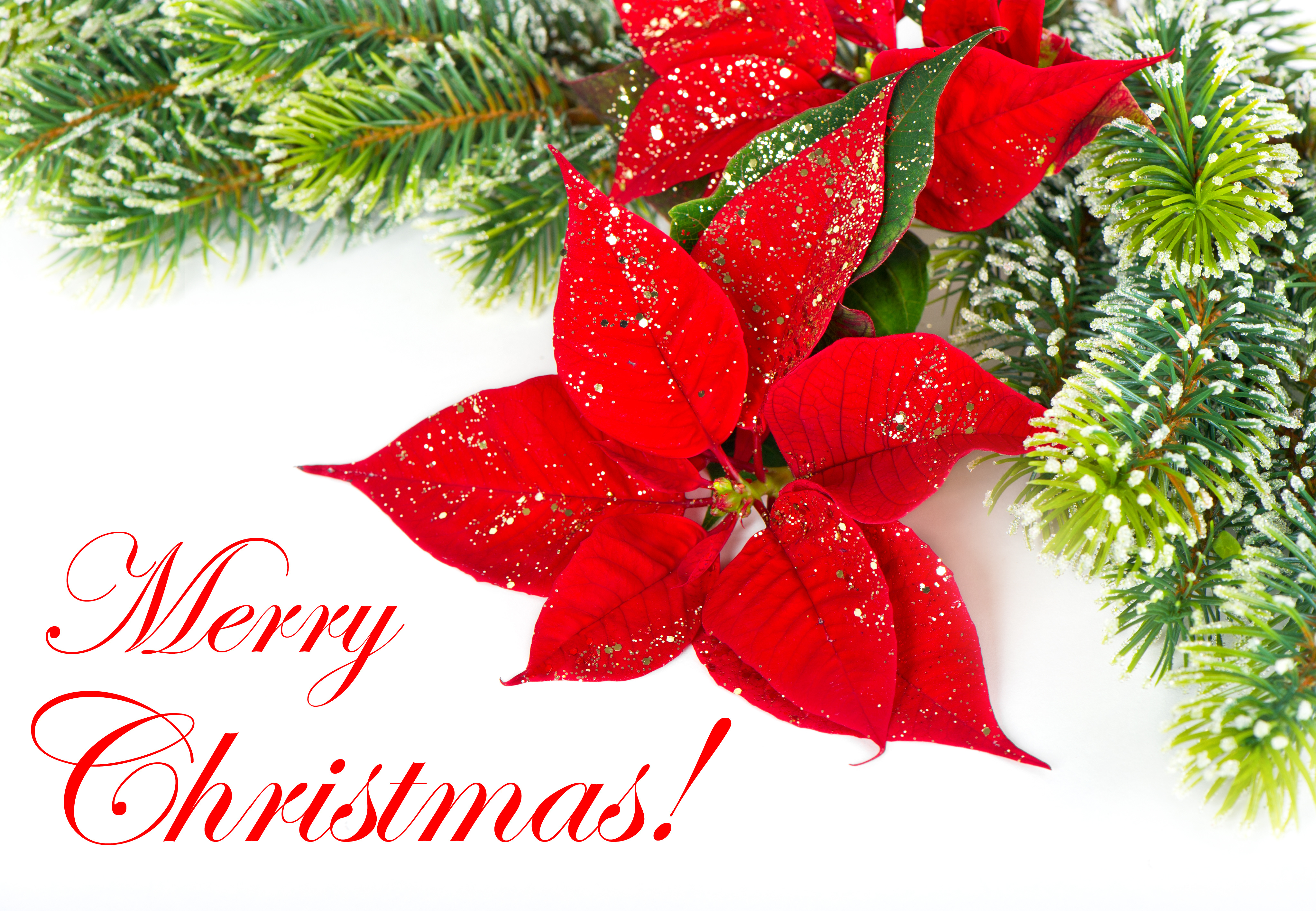 Red Poinsettia. Christmas Flower with golden decoration