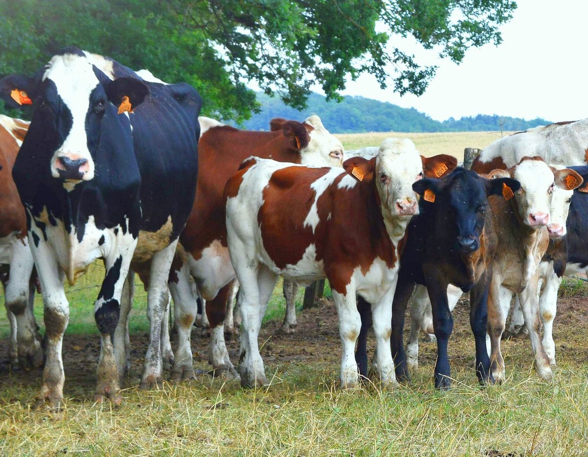 Rearing calves with adult dairy cows advantages and constraints