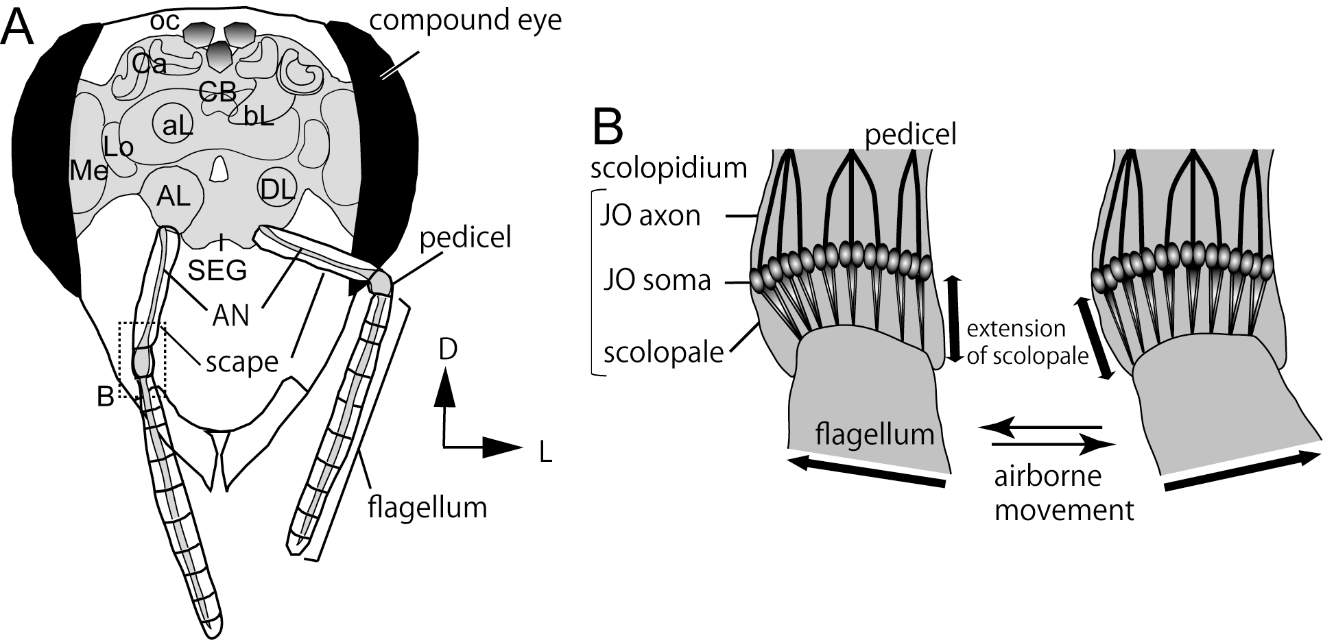 Project Description — GinJang 2.2 alpha documentation