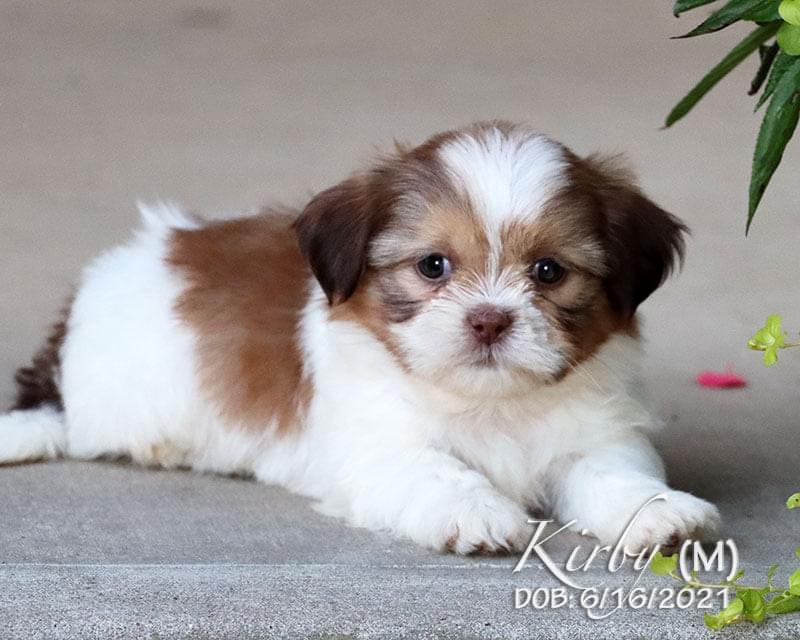 Puppy Deposit Projects by Peggy, Inc.