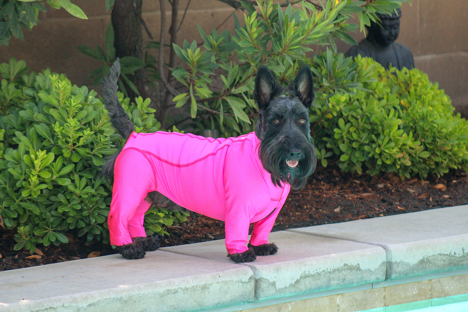 New Suit Guide K9 Top Coat