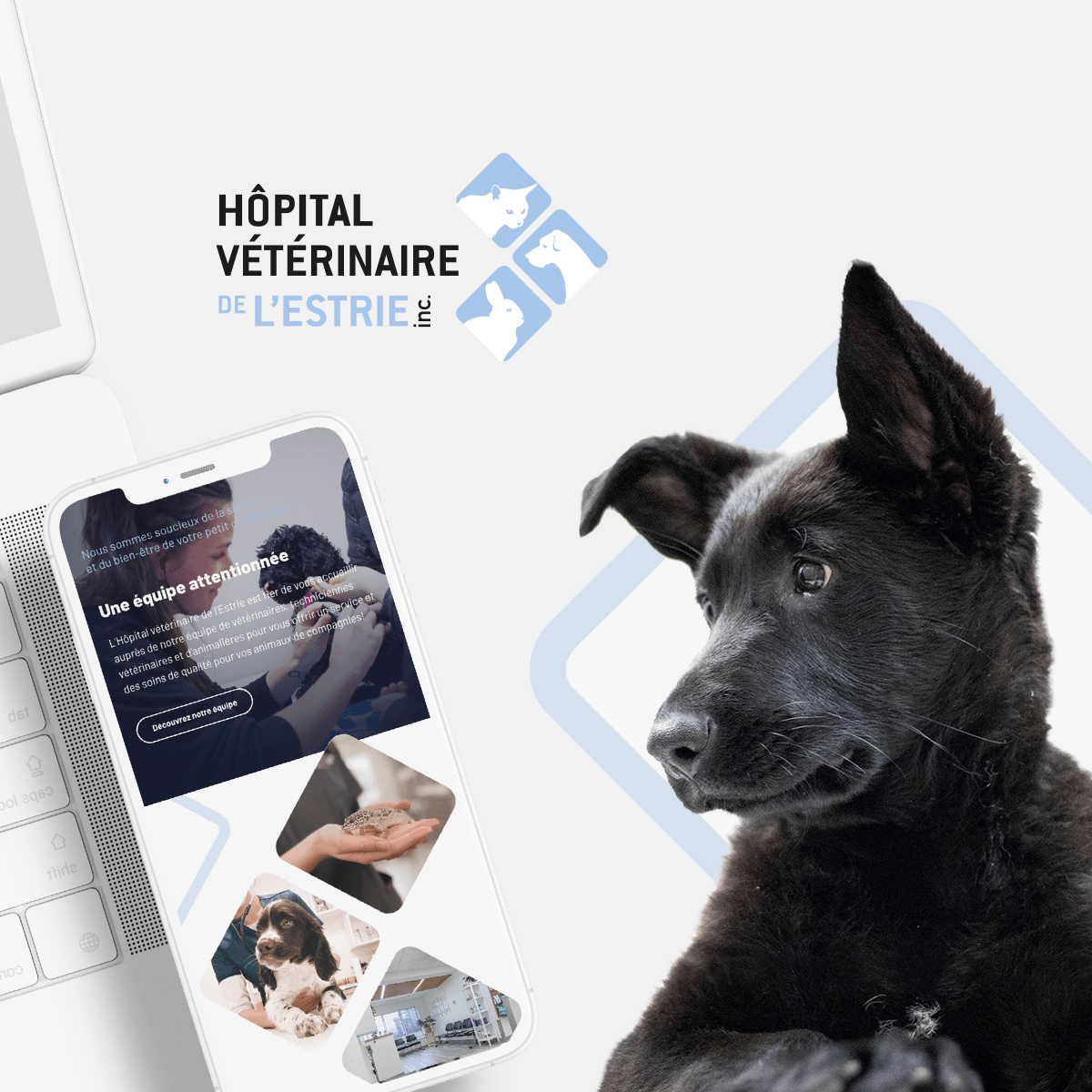 Hôpital Vétérinaire de l'Estrie Projex Media