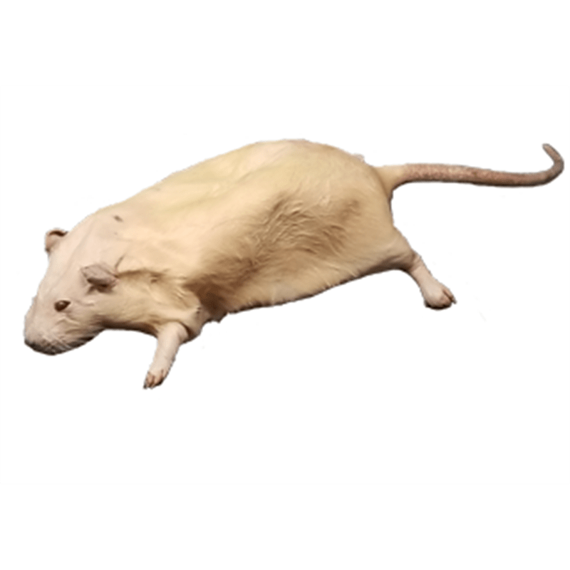 Rat, 7"9", Preserved