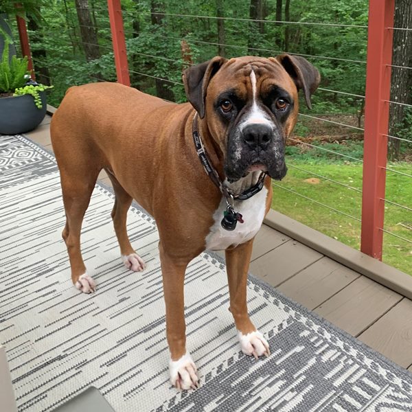 Pro Land Title Here to Help across Arkansas