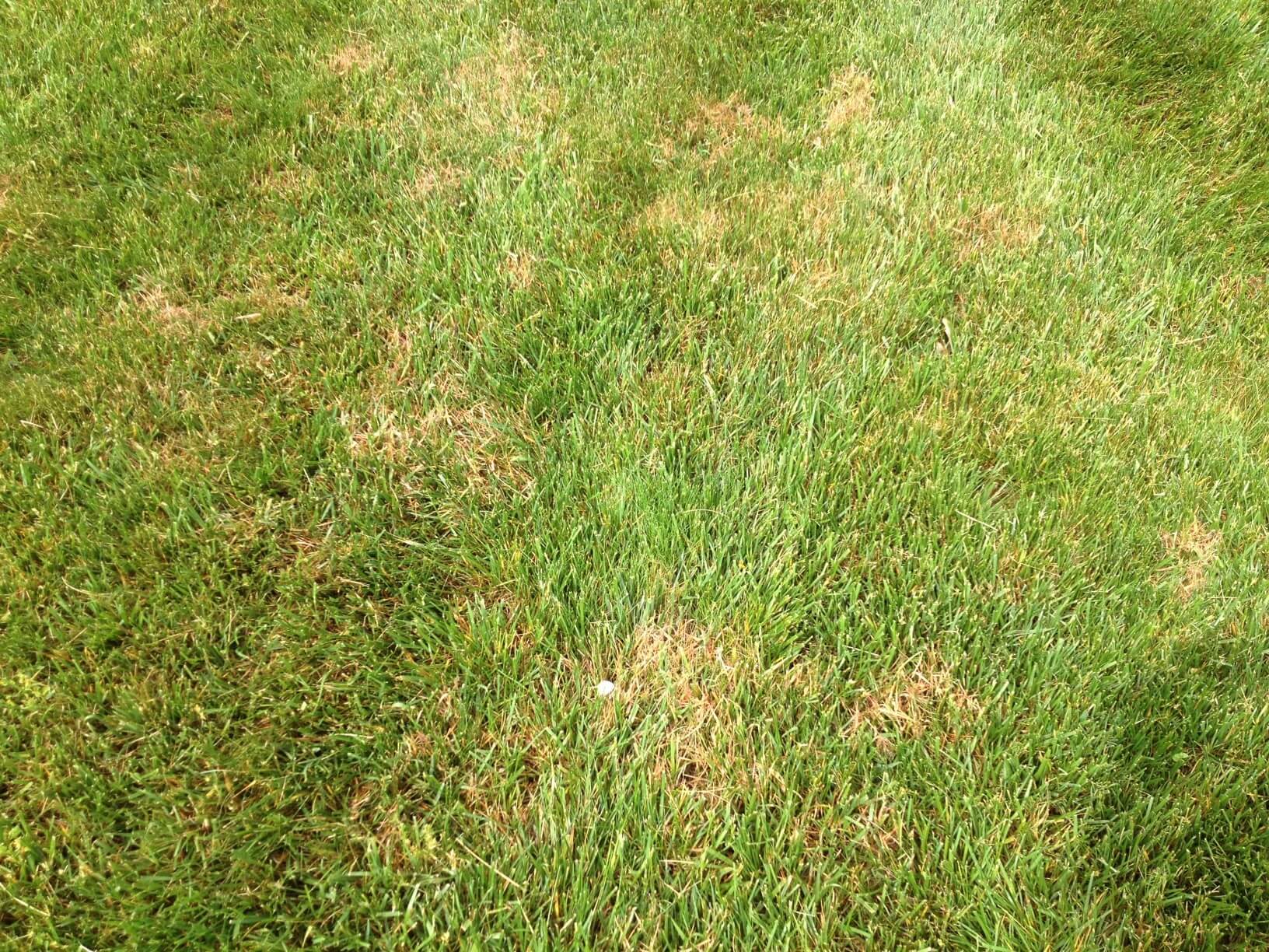 Lawn Diseases and Fungus ProLawnPlus