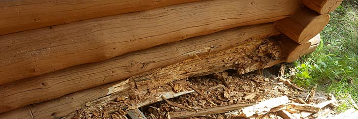 What is Log Home Dry Rot? ProLog Restorations Inc Log Home