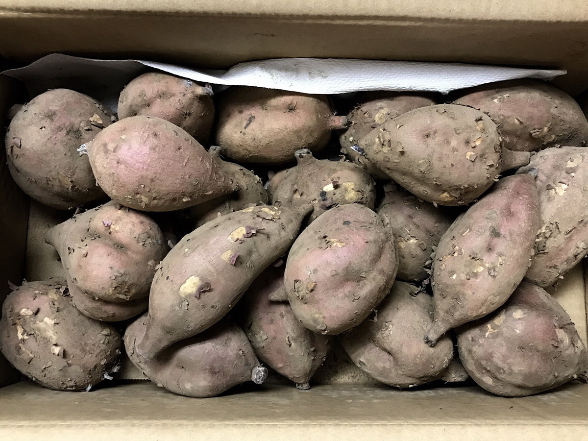 鹿児島県産 安納芋 5kg 業務仕入・見積なら食品卸売の生鮮卸売市場