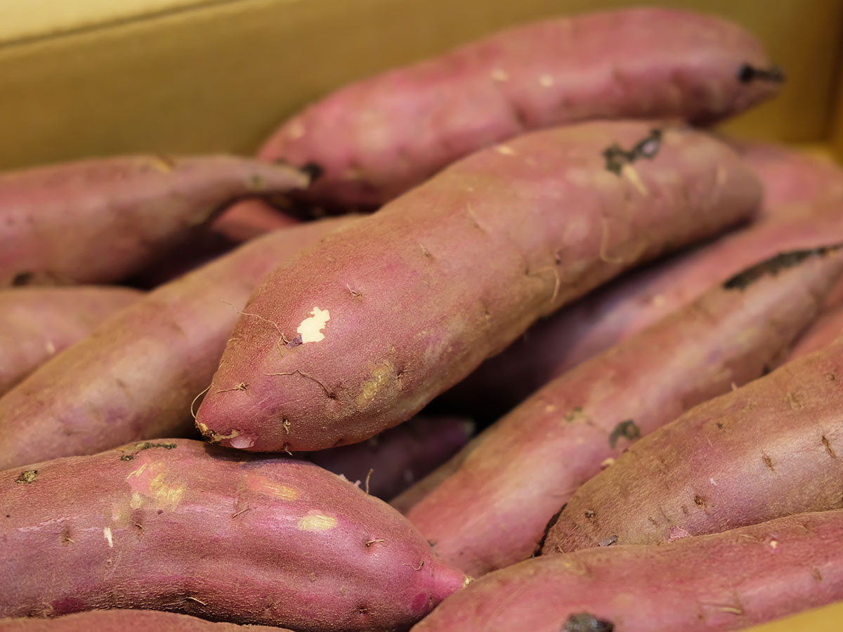 茨城県産 さつまいも 紅はるか（旭村） | 業務仕入・見積なら食品卸売