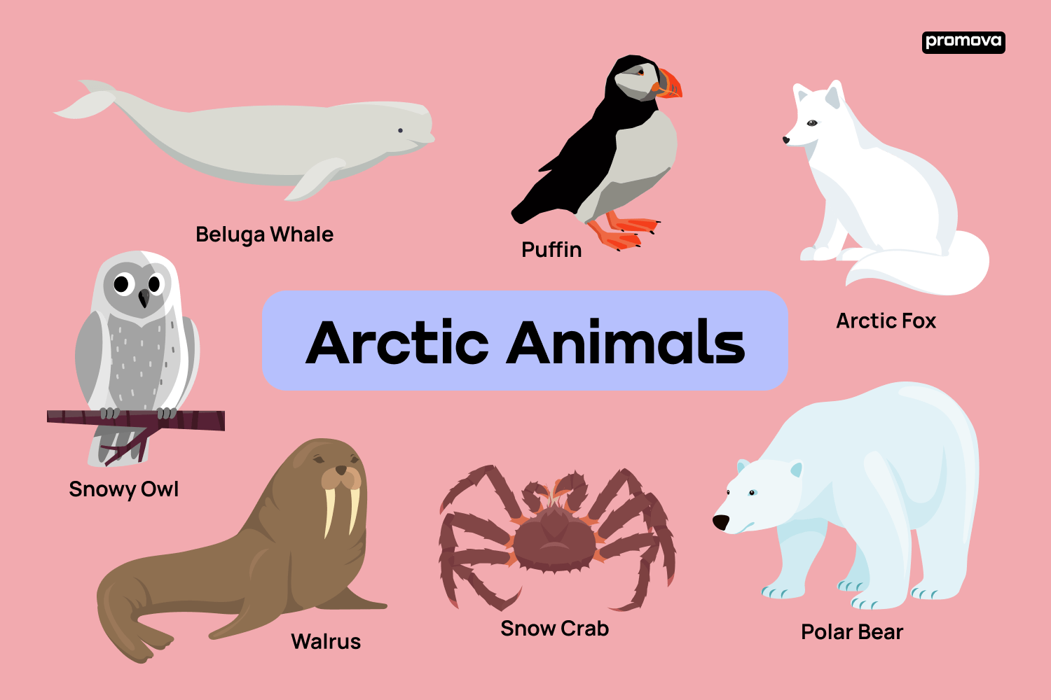 Vocabulary Of Animals That Live in the Arctic