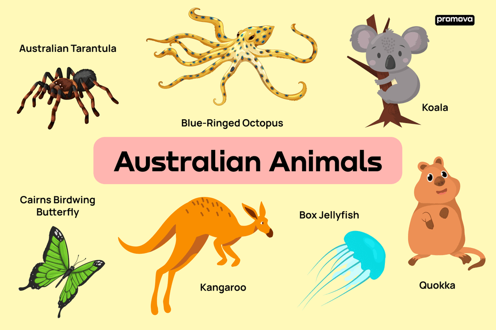 Australian Animals Names