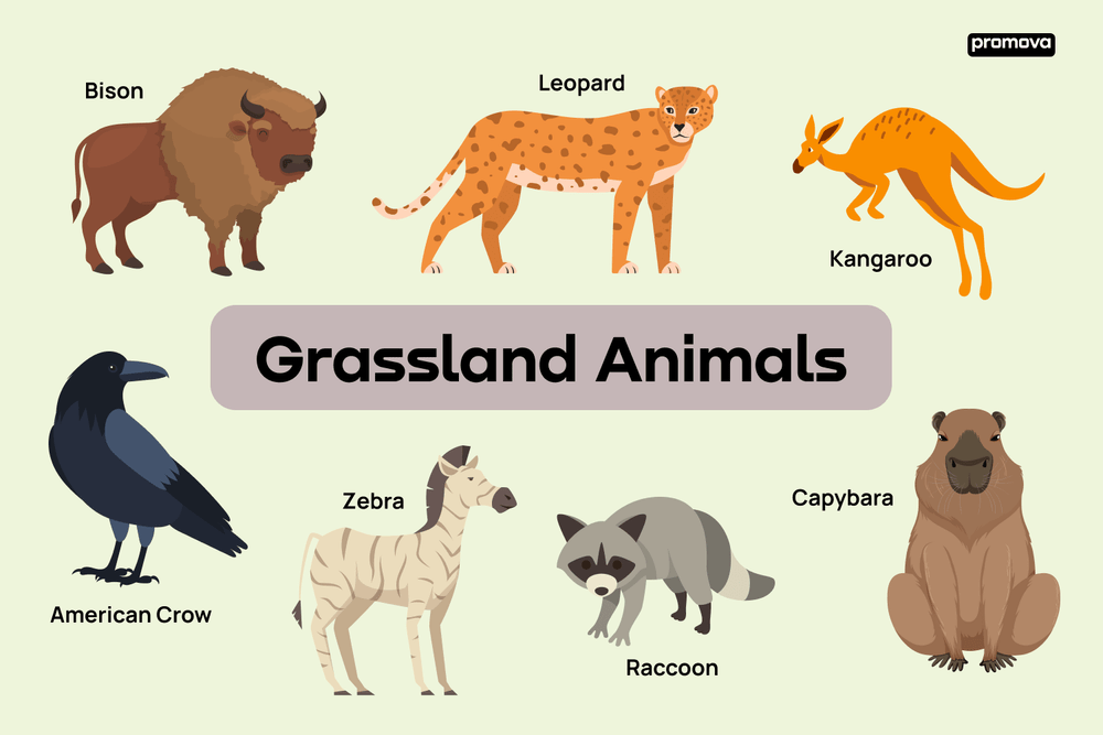 Grassland Animals And Plants