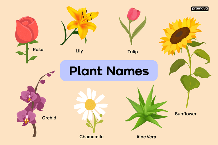 Different Kinds Of Plants With Names