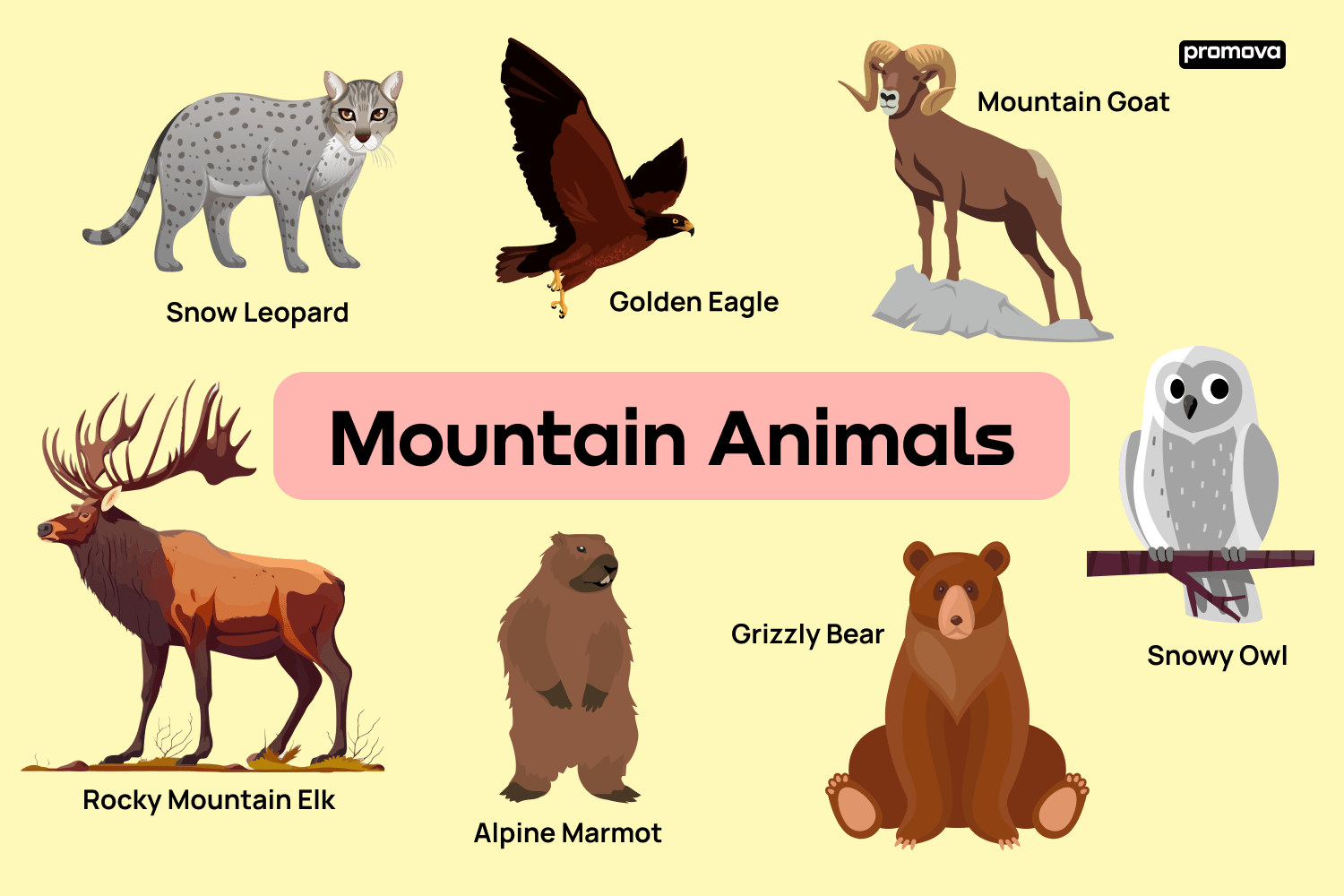 Mountain Animals: Exploring the Mountain Animals List and Names