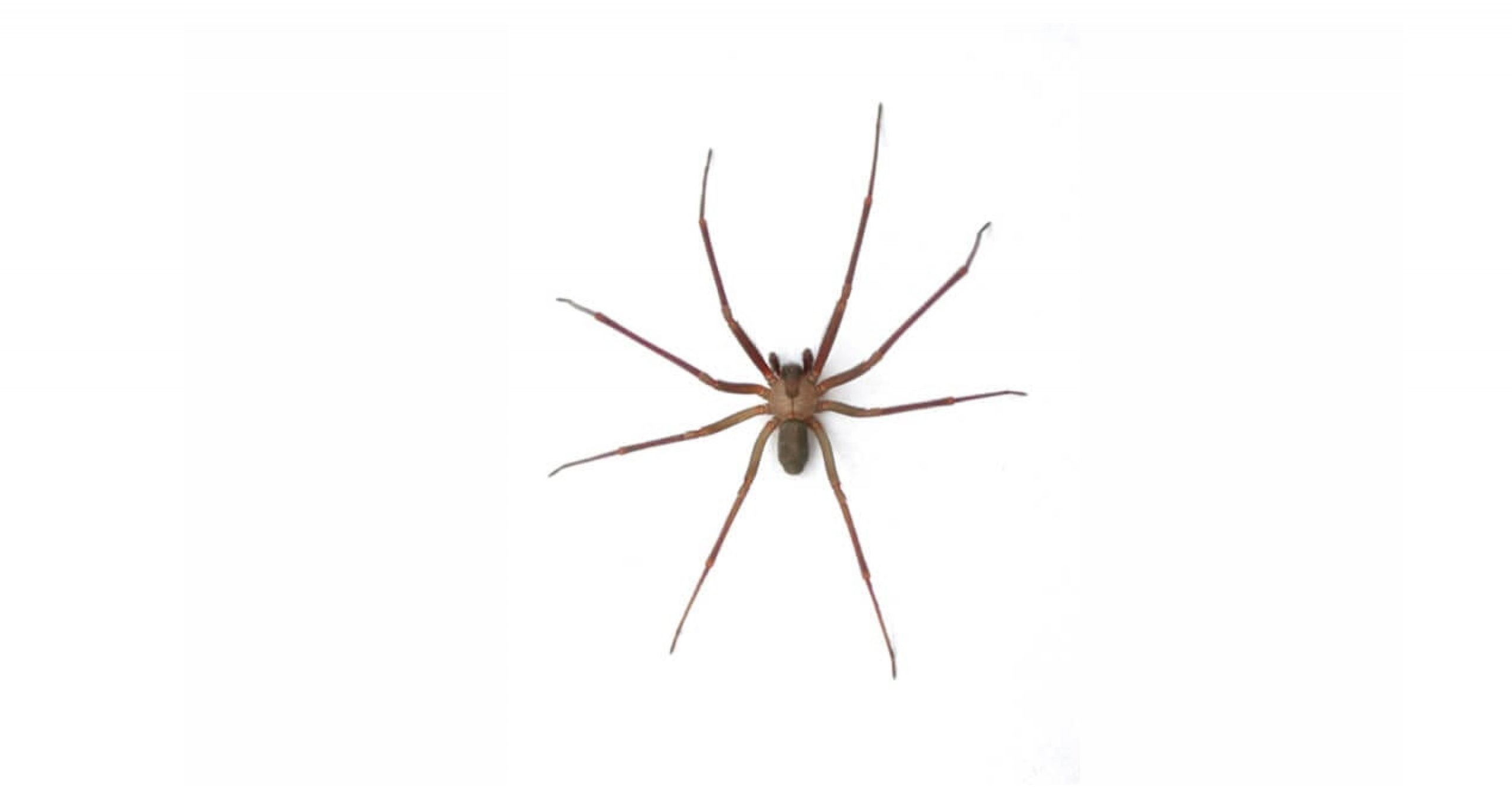 Brown Recluse Pest Control