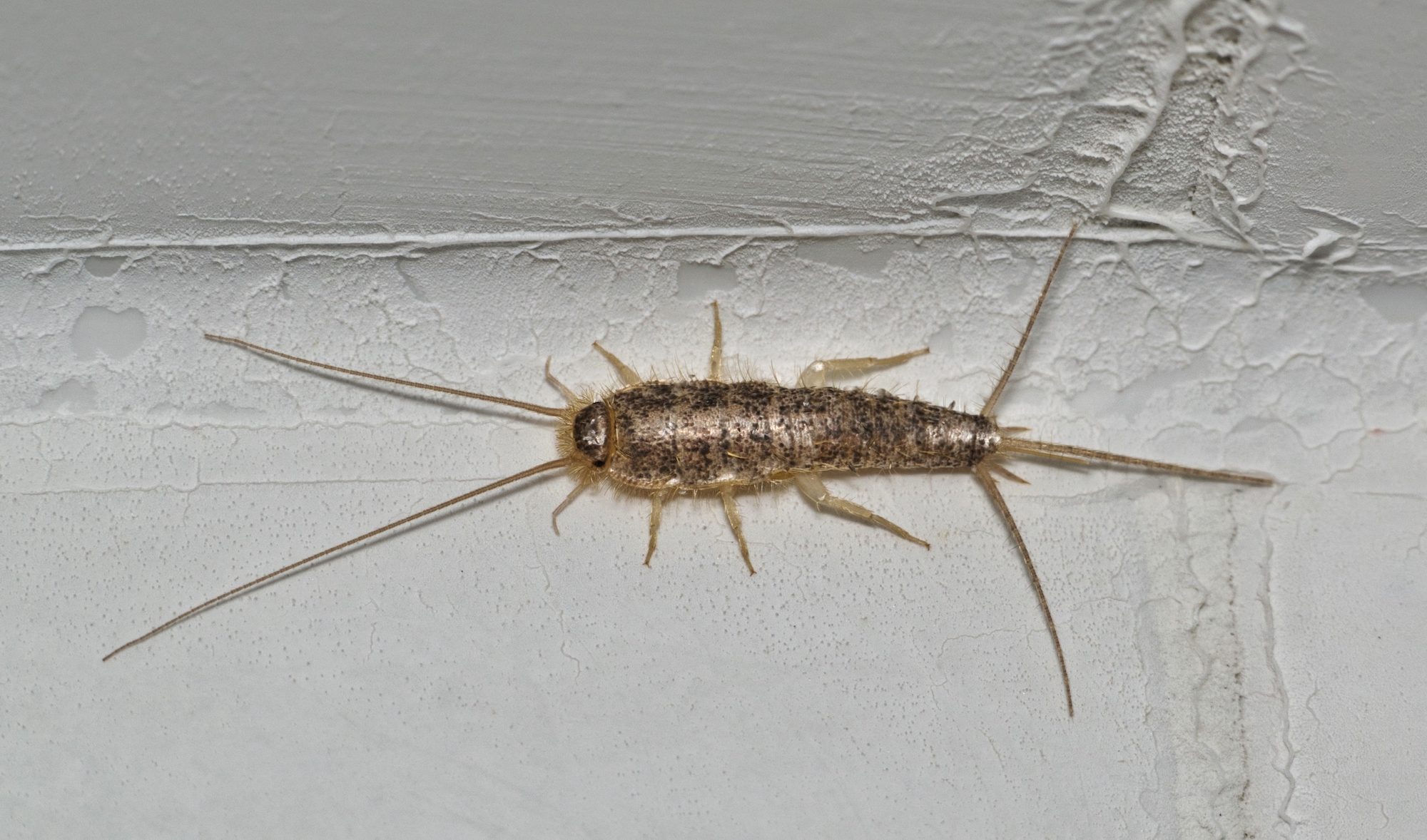 Silverfish Pest Control