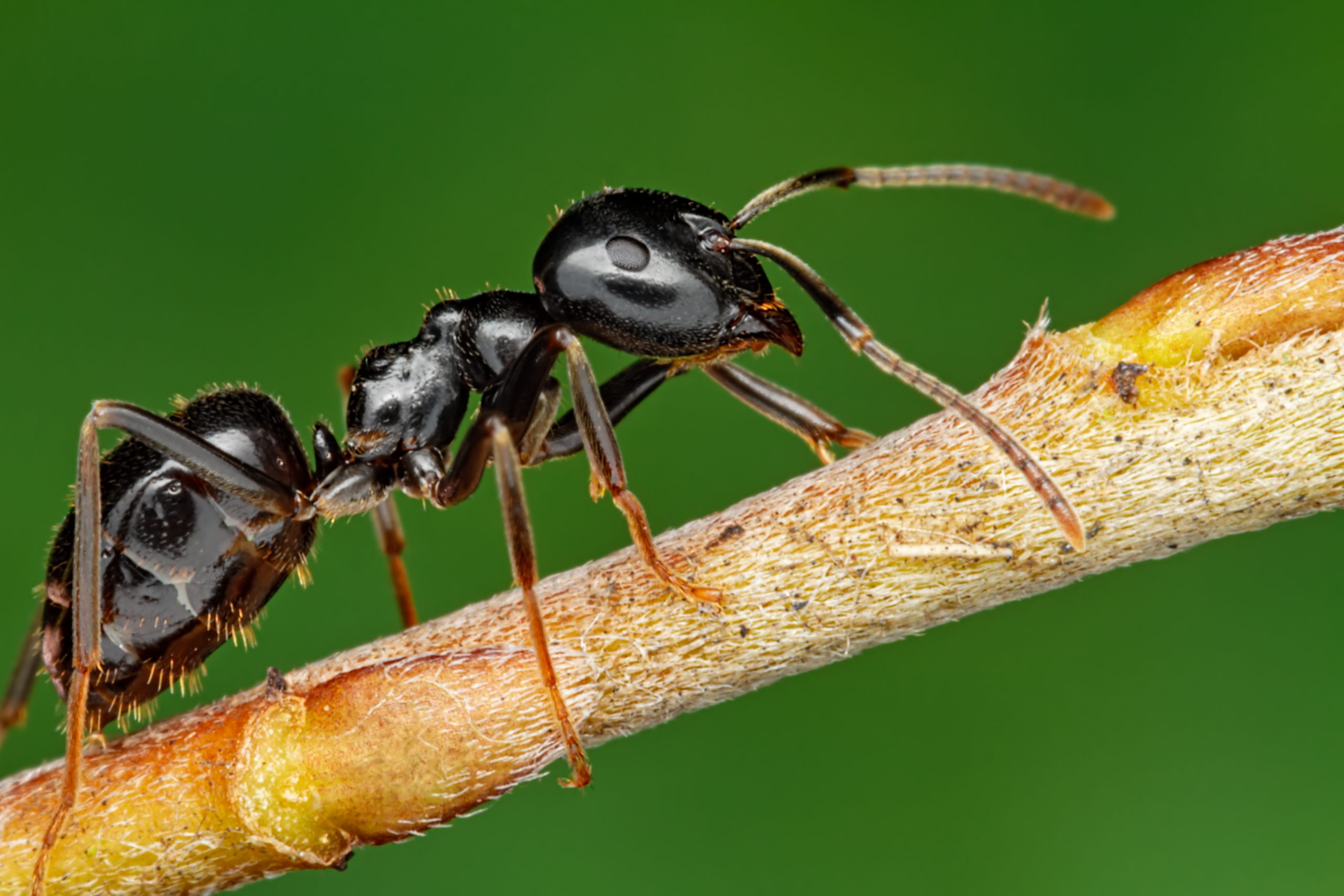 Residential Ant Services - Pest Control