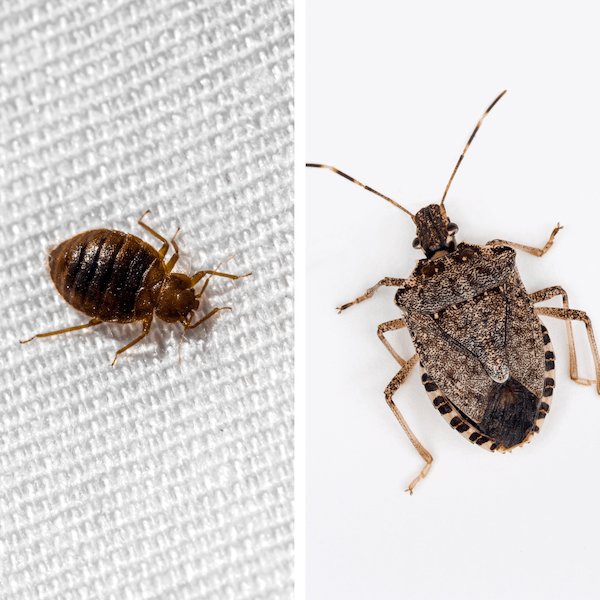 Stink Bugs vs. Bed Bugs Top 3 Differences Pest Control