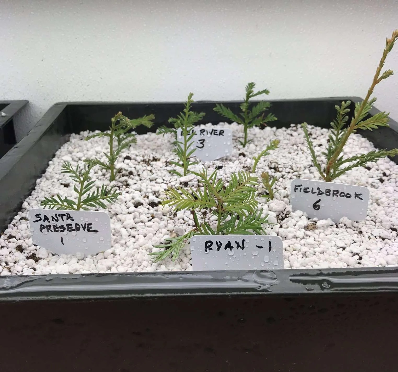 Clone Trees for Yourself PropagationNation