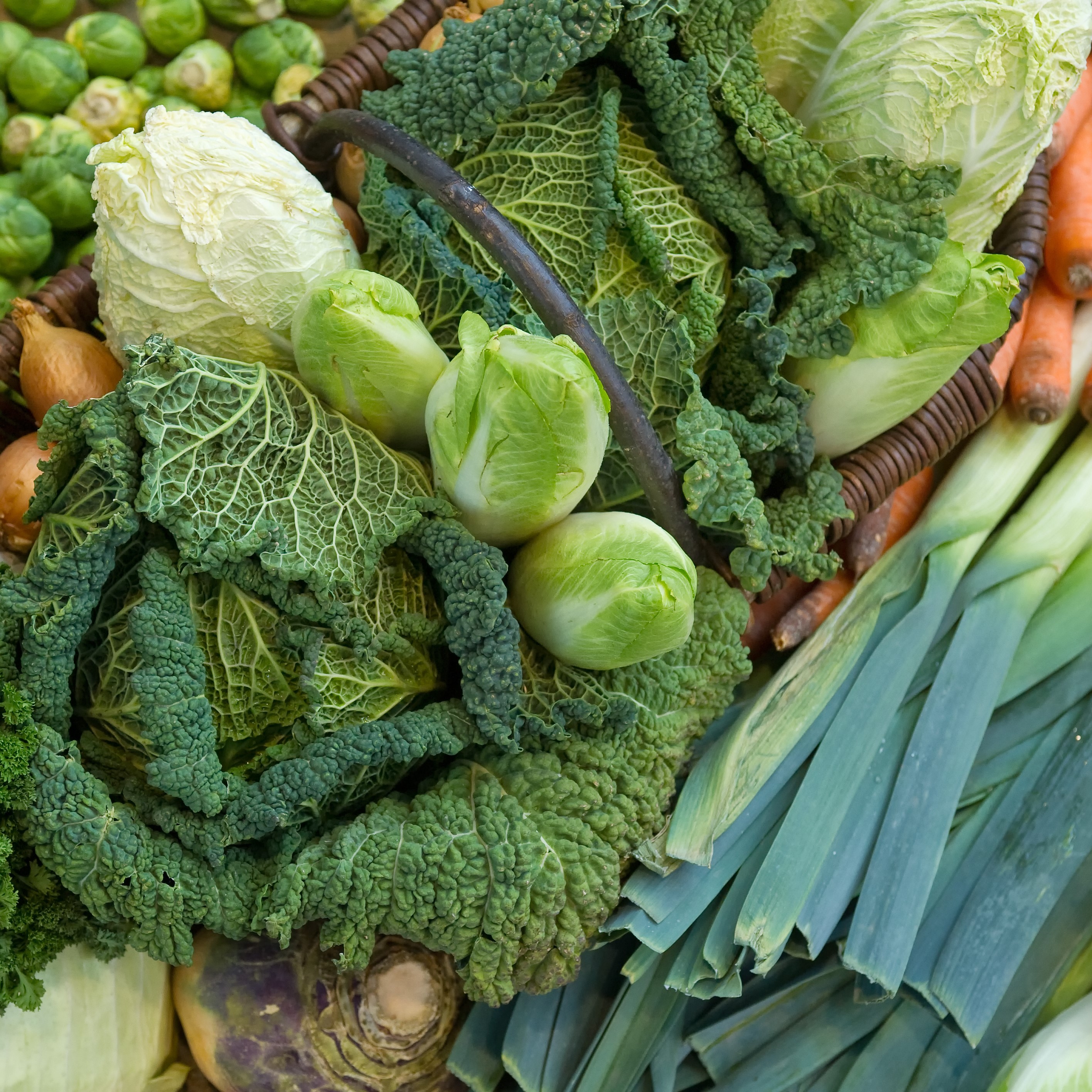 Autumn Garden in a Box Propagation Place