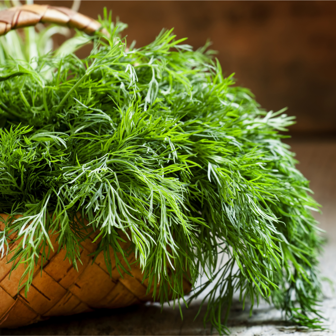 Herb Dill Propagation Place